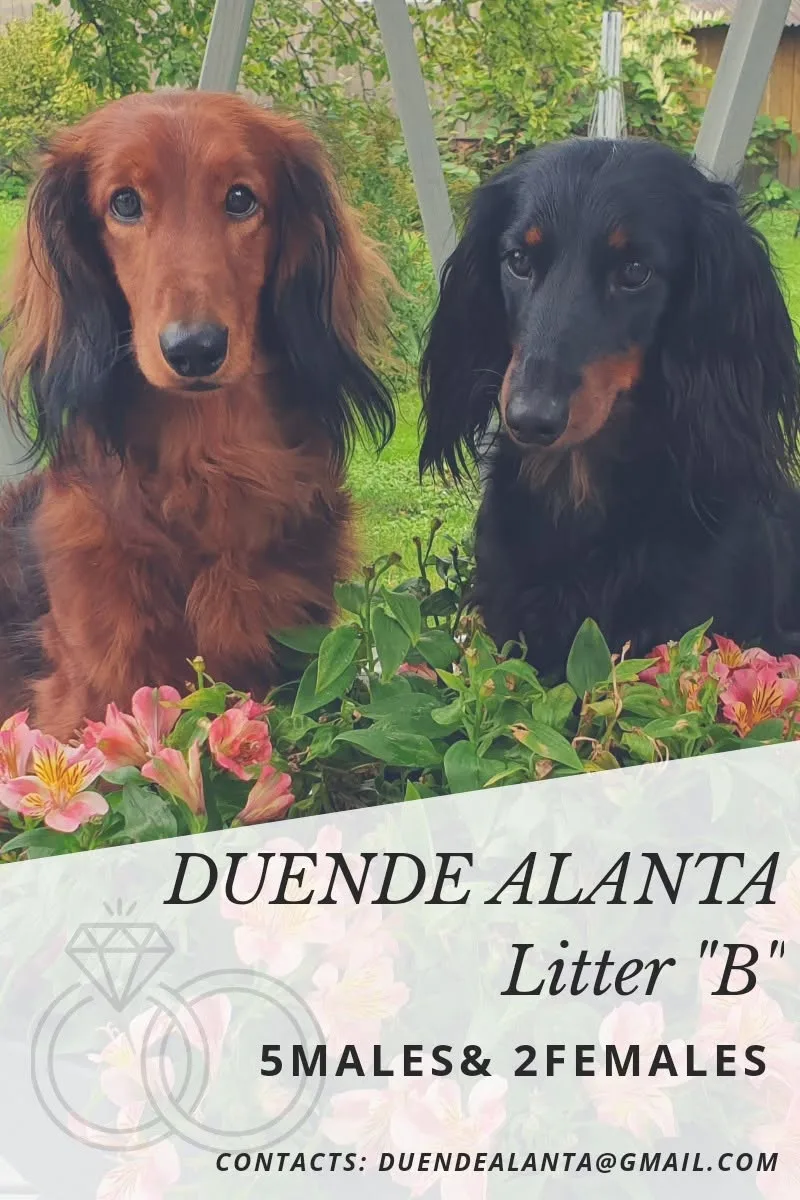 Litter B — Duende Alanta