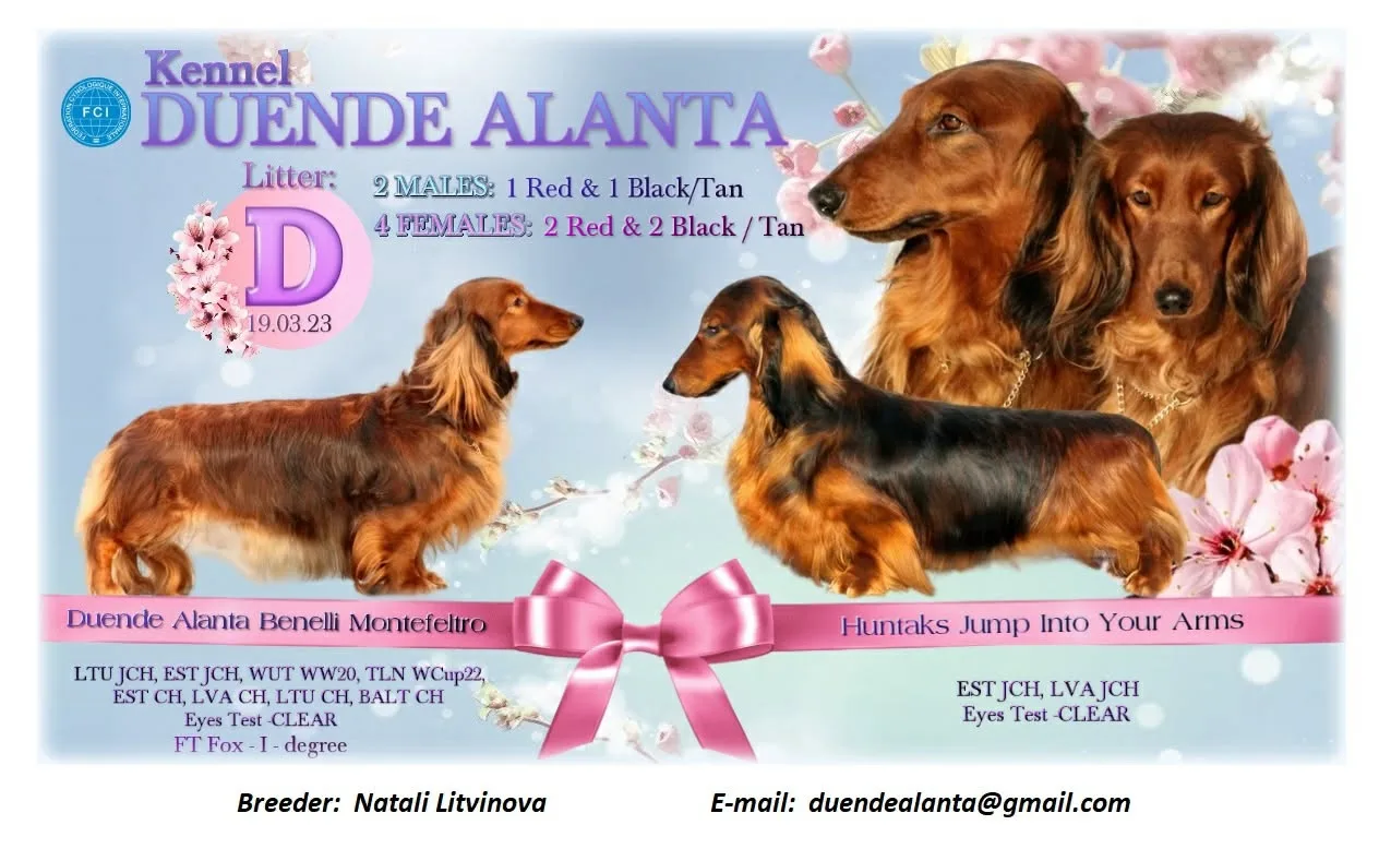 Litter D — Duende Alanta